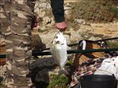 6 Sagres What they were catching: by peterlee54, Views[299]