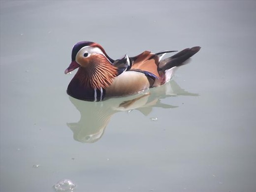 13 Salzburg - Hellbrunn Palace - duck