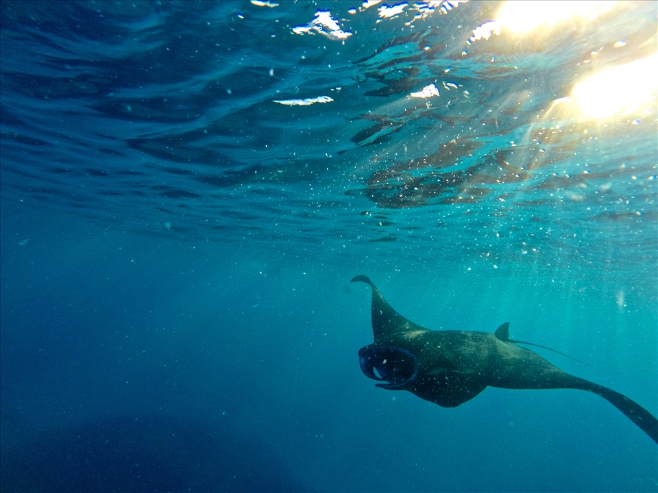 Early morning dive turned into a dream when a pack of manta rays came to