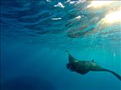 Early morning dive turned into a dream when a pack of manta rays came to: by petermilnes, Views[359]