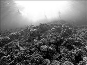 Fijian Reefs can only put you in awe: by petermilnes, Views[398]