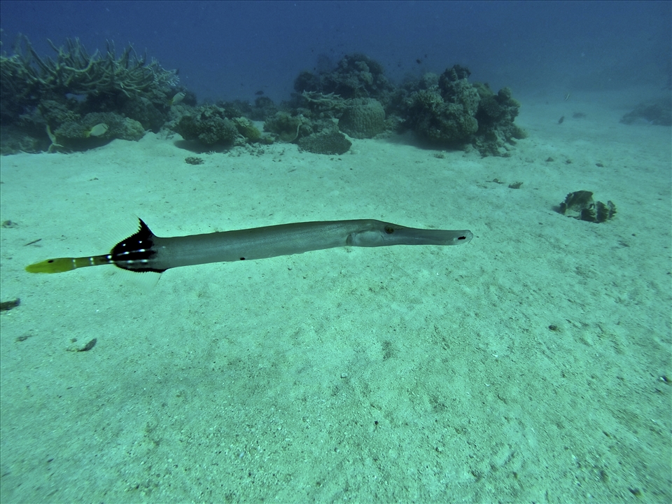 Coming across one of these guys is legendary in Fiji