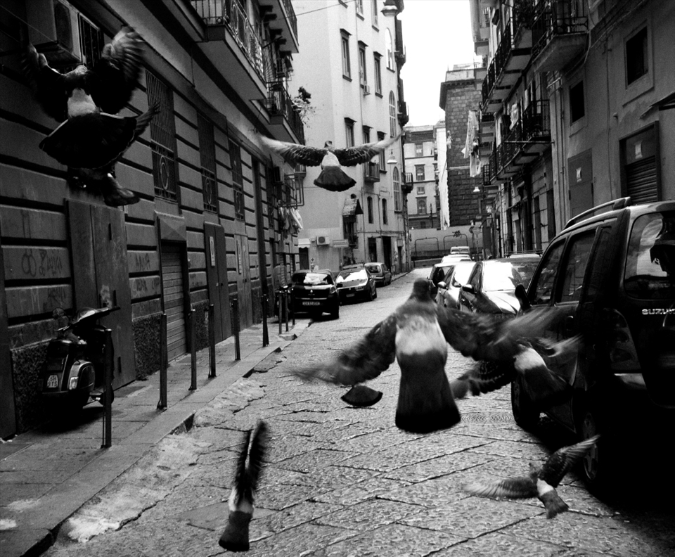 Pigeons can be found all over Naples. Where ever I am I always try snapping a picture where these birds can be seen.