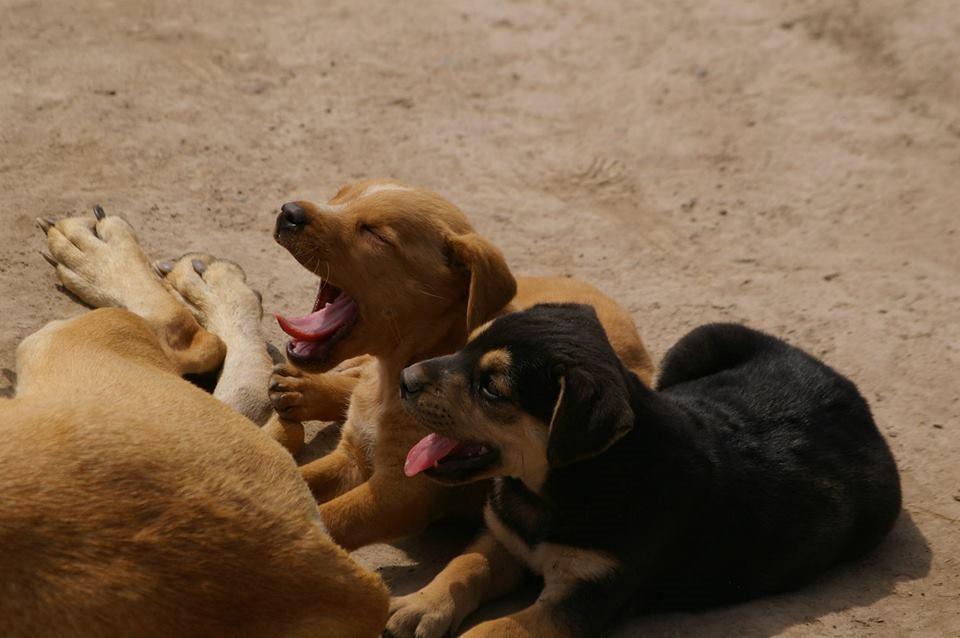 Puppies. Everywhere. Think of puppy paradise...but with way more puppies.