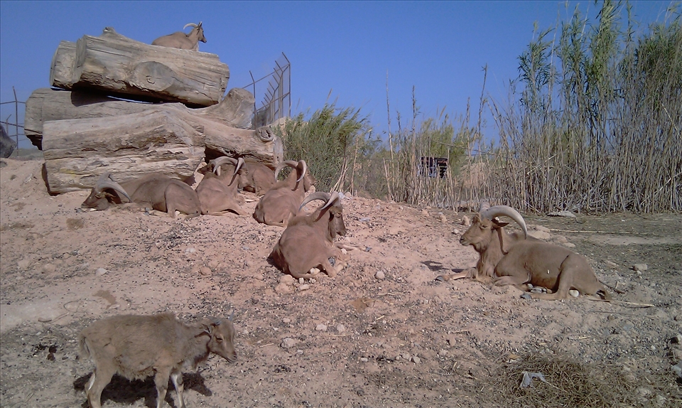 Herd of antelope under the Egyptian Sun