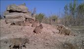 Herd of antelope under the Egyptian Sun: by pharoh, Views[229]