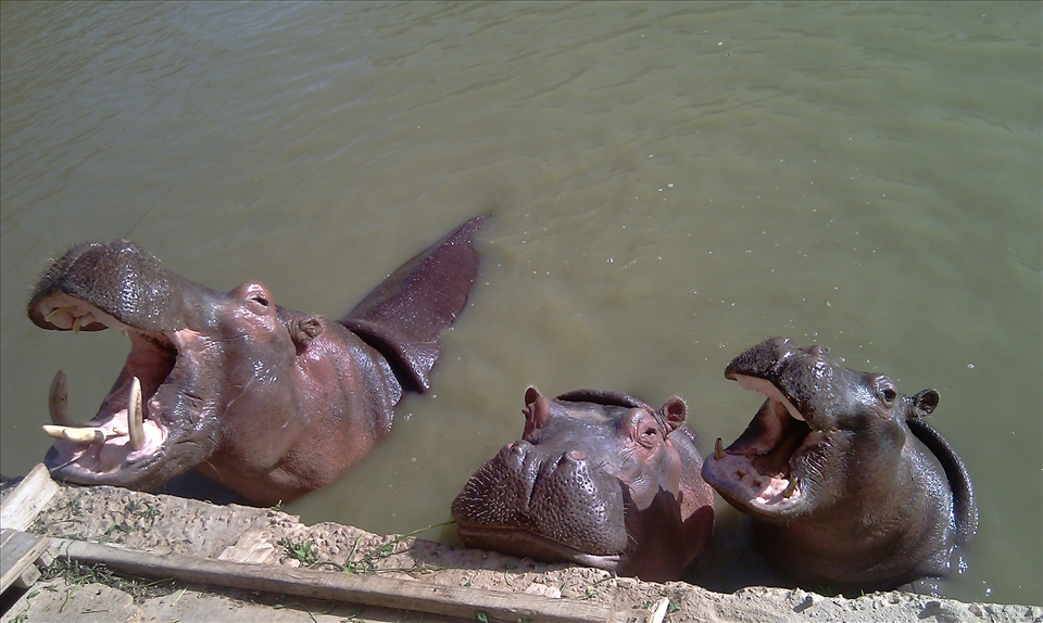 Hungry Hippos 