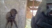 Sneaky Baboons: by pharoh, Views[307]
