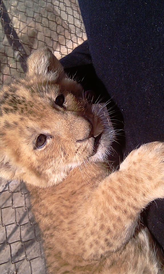 Magnifcent Lion cub