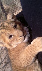 Magnifcent Lion cub: by pharoh, Views[248]