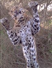 Leopard : by pharoh, Views[268]