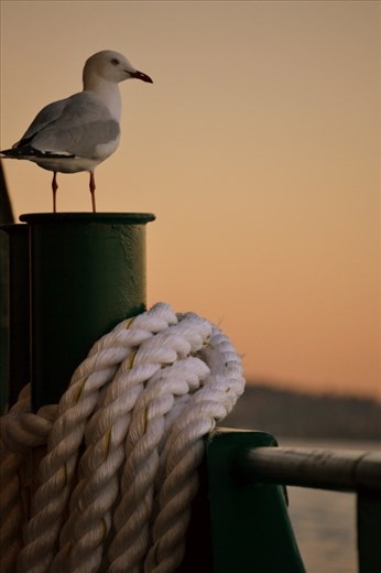 This photo was taken on a Ferry ride home from work in Sydney. Every day I worked in Sydney I  enjoyed my commute home; a world away from being stuffed in a train in London.