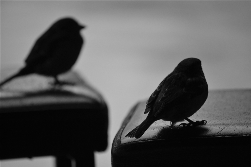 2 Sparrows sheltering from the rain in a bar in Melbourne. I decided on black and white for this photo as it seemed to suit the moment better. 