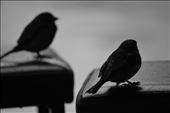2 Sparrows sheltering from the rain in a bar in Melbourne. I decided on black and white for this photo as it seemed to suit the moment better. : by phil1984, Views[268]