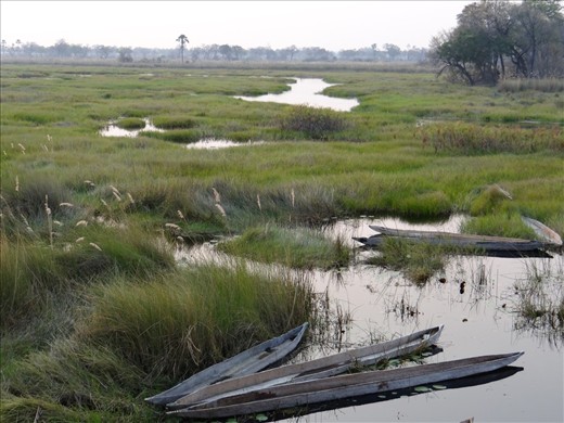 View from camp - our mokoro boats to navigate our journey