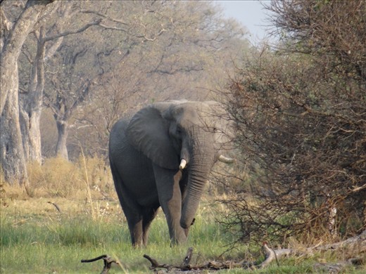 After an hour's walk, we see the elephant 