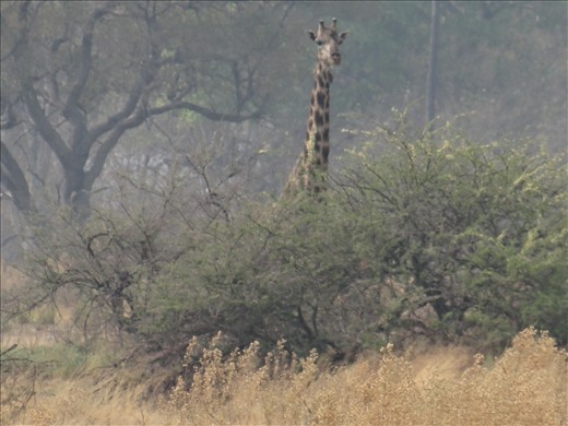 From the mokoro boat i thought i saw a moving tree -it was a giraffe