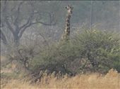 From the mokoro boat i thought i saw a moving tree -it was a giraffe: by philatravelgirl, Views[448]