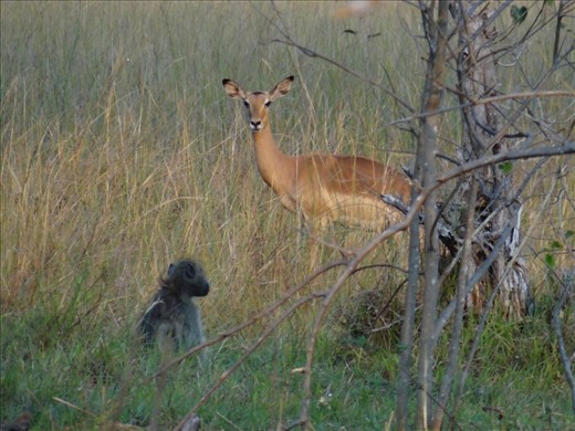 Seeing many animals co-exist with each other