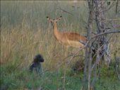 Seeing many animals co-exist with each other: by philatravelgirl, Views[578]