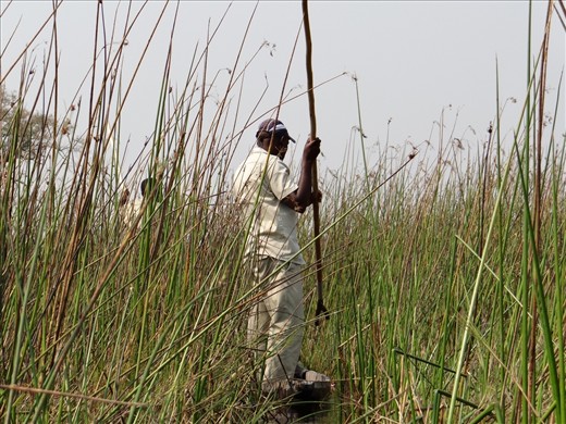 In the mokoro, going through the reeds and getting smacked along the way
