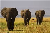 Three African Bull Elephants (Loxodonta africana). Watching these three progress across the grasslands beside the River Nile in Northern Uganda, it was easy to reflect on the timeless nature of the scene - other than that across the river here lies the DRC, where Elephants are regularly killed by rebels for ivory to finance their fighting. There are few large tusked Elephants remaining in this region.: by philcrosby, Views[335]