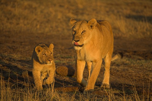 African Lioness (Panthera leo) with cub. Lion cubs are very dependent on family for many months and although the lioness is very aware of antelope around her, any ability to hunt them  is severely limited by the presence of a boisterous and undisciplined cub. The pride system allows lionesses to leave offspring with trusted family members whilst they hunt