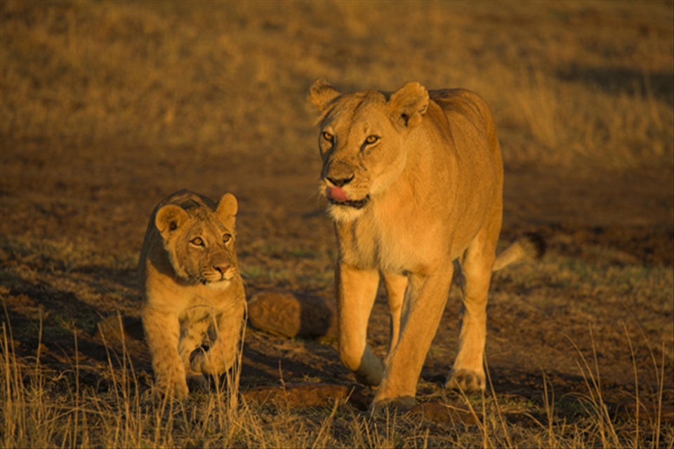 African Lioness (Panthera leo) with cub. Lion cubs are very dependent on family for many months and although the lioness is very aware of antelope around her, any ability to hunt them  is severely limited by the presence of a boisterous and undisciplined cub. The pride system allows lionesses to leave offspring with trusted family members whilst they hunt