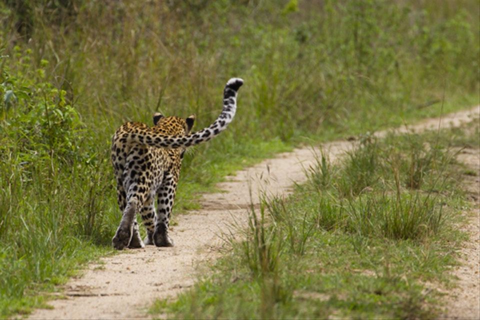 Leopard (Panthera pardus) walking away. Leopards are mostly active at night, but this female leopard was unusually active in daylight hours, due to the presence nearby of a dependent cub. The quizzical twist of her tail almost dared me to follow her into the bush - I declined the invitation!