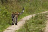 Leopard (Panthera pardus) walking away. Leopards are mostly active at night, but this female leopard was unusually active in daylight hours, due to the presence nearby of a dependent cub. The quizzical twist of her tail almost dared me to follow her into the bush - I declined the invitation!: by philcrosby, Views[826]