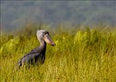 Shoebill Stork (Balanaeceps rex). These enormous and bizarre lookiing birds are highly prized by ornithologists. Their principal stronghold in the swamps of Southern Sudan are presently inaccessible due to security concerns, and so the swamps along the River Nile in Uganda are one of the safest & most reliable places to observe them at close quarters.: by philcrosby, Views[1153]