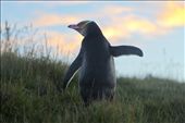 Yellow-eyed Penguin at Moeraki:
Also known as the Hoiho, this is an endangered, native penguin found in the South Island.  As with all penguins, he can't fly, which made it easy to follow this one as he wandered around Moeraki Light-house beach searching for breakfast with his colony.: by philiphuddy, Views[1388]