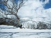 New life and old. The old dead trees surrounded by the fresh new snowfall.: by phill_merrick, Views[265]
