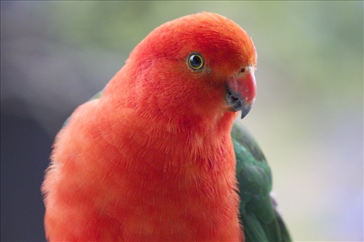 King Parrot