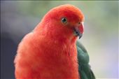 King Parrot: by philliprehn, Views[234]