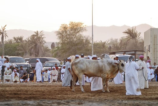 The owner of the bull leading his prized animal for the fight.