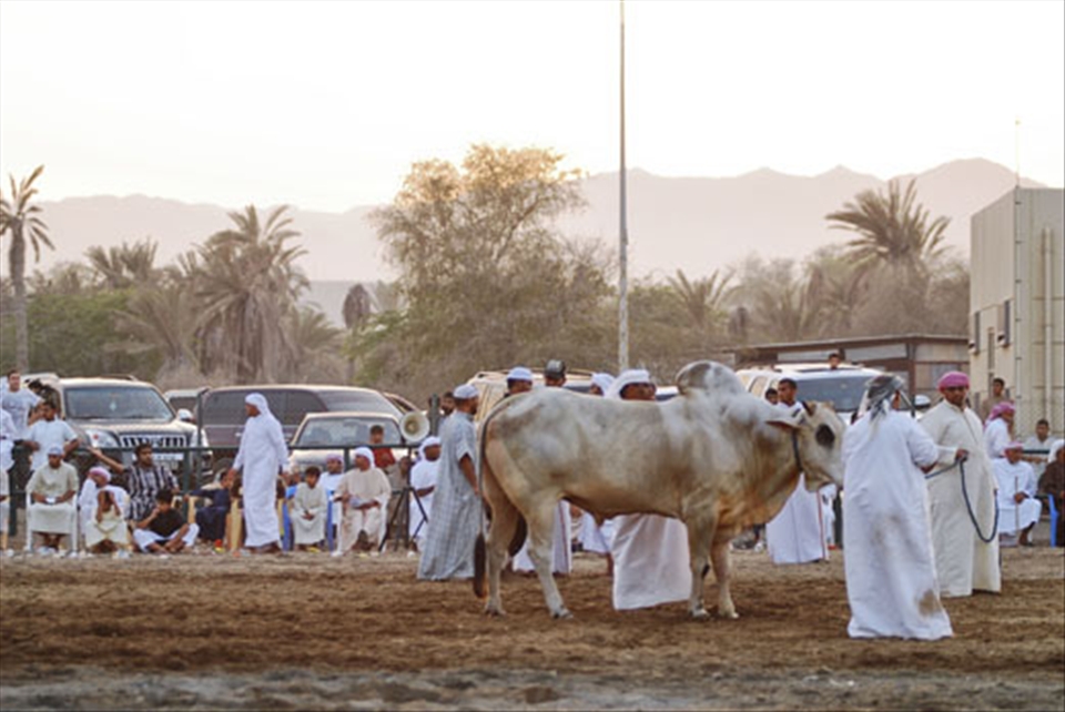 The owner of the bull leading his prized animal for the fight.