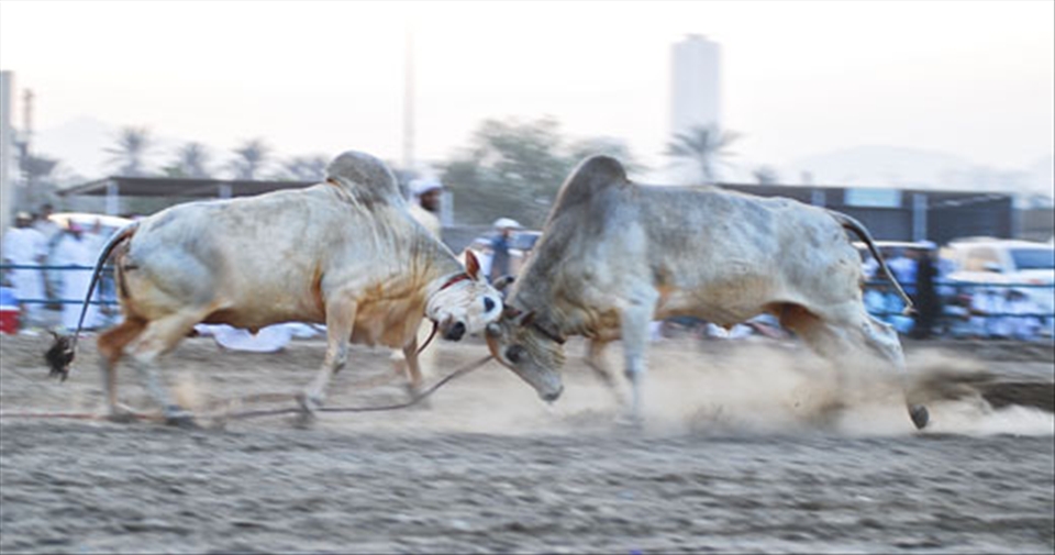 The animals wrestling for supremacy