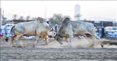 The animals wrestling for supremacy: by philomena, Views[423]