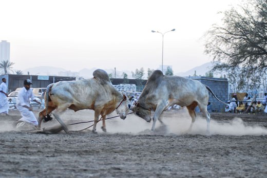 The bulls trying to get the better of each other