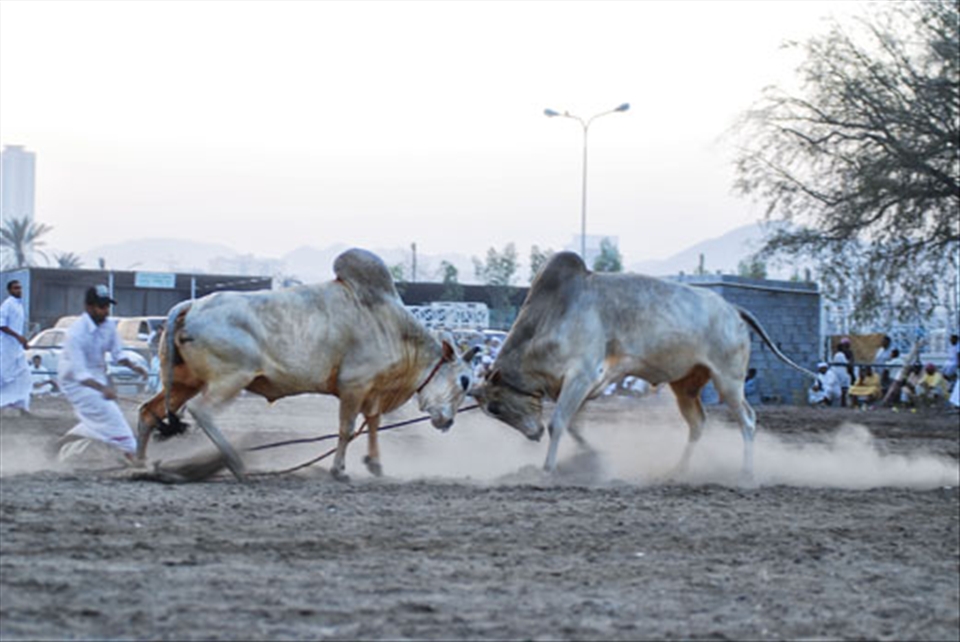 The bulls trying to get the better of each other
