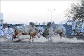 The bulls trying to get the better of each other: by philomena, Views[382]