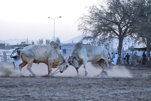 The animals knocking each other amidst durst and pounding hooves