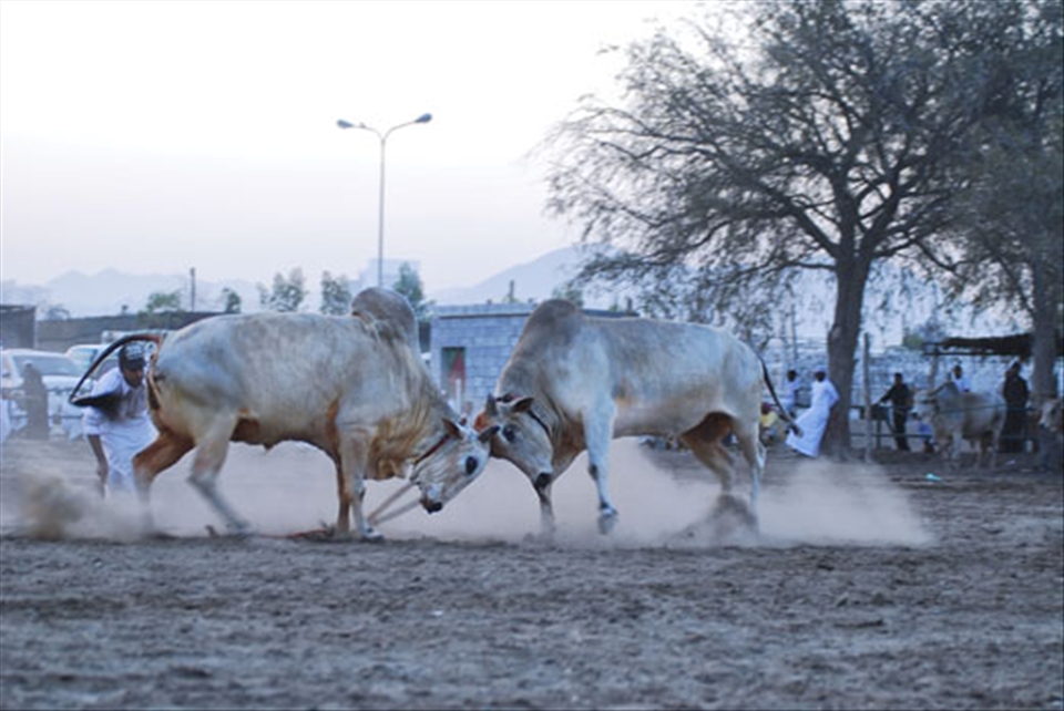 The animals knocking each other amidst durst and pounding hooves