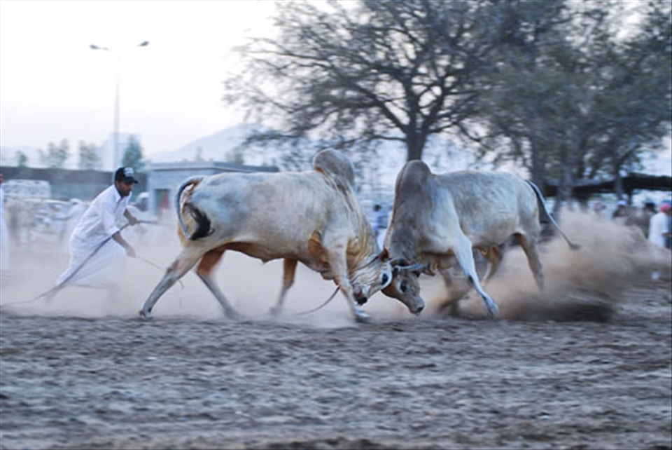 The judges have a difficult decision in choosing the winner of this battle