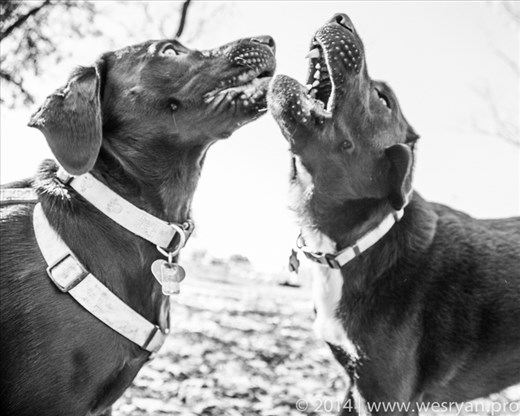 Two chocolate labs having a 
