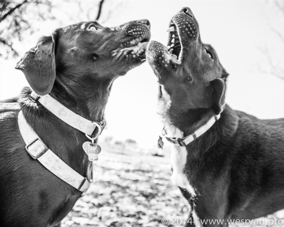 Two chocolate labs having a 