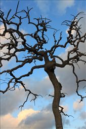 The Witch Tree

A tree keeps ground during winter.
: by phoebeltran, Views[987]