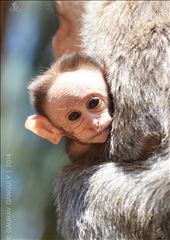 by phoenixvdg, Views[183]