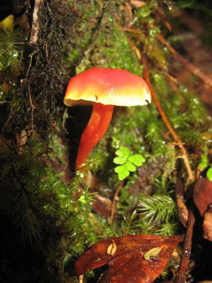 Red orange color mushroom catch my attention